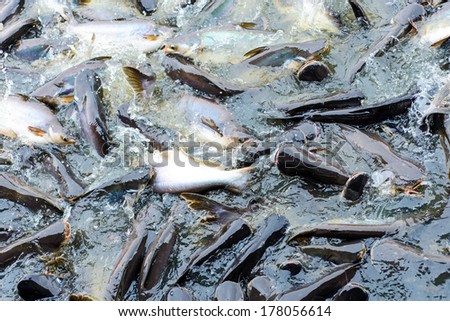 Many fishes are fight over for food ,feeding fish river front of the temple Thailand