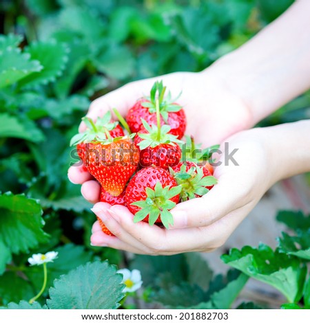 Fresh strawberries hand picked from a strawberry farm