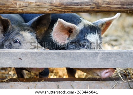 close-op of  pig in a farm behind a wooden fence