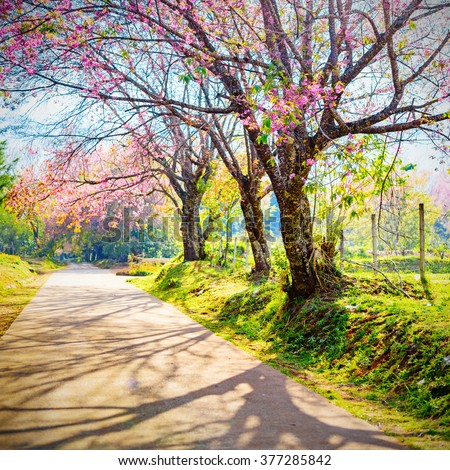 Spring Cherry Blossom Path through a beautiful road , Chiang mai , Thailand