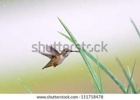 Rufous Hummingbird flying at backyard