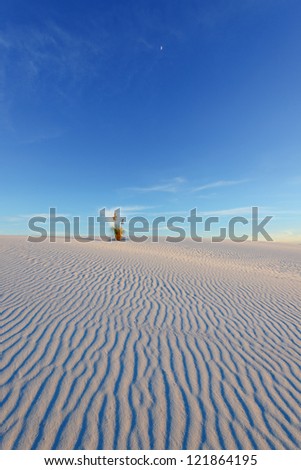 Yucca on the rippled sand under the moon at last light of a day in White Sands National Monument, New Mexico, USA.