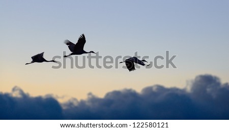 Sandhill cranes flying during sunset at Bosque del Apache national wildlife refuge in New Mexico.