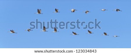 Sandhill cranes flying against the blue sky at Bosque del Apache national wildlife refuge in New Mexico.