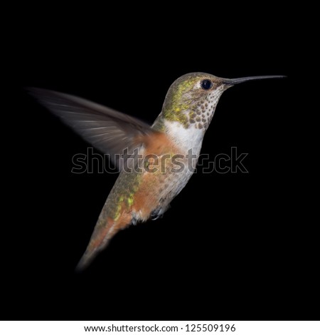 Rufous Hummingbird isolated on Black