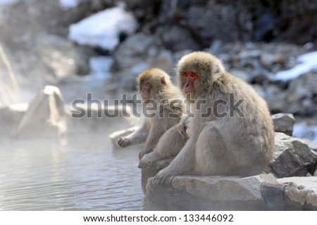 Japanese macaque (Snow monkey)  mother and child at the edge of the hot spring pool.