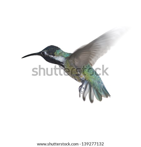 Hummingbird in flight on white background