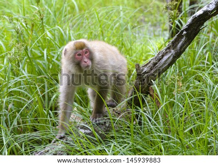 Young Japanese snow monkey (Japanese Macaque) walking in the fresh green.
