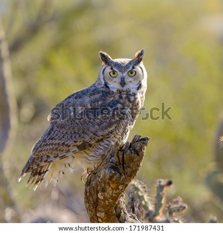 Great Horned Owl perching on a branch