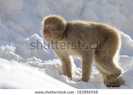 Japanese macaque (snow monkey) walking on the snow.
