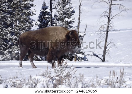 Winter Bison in Yellowstone National Park
