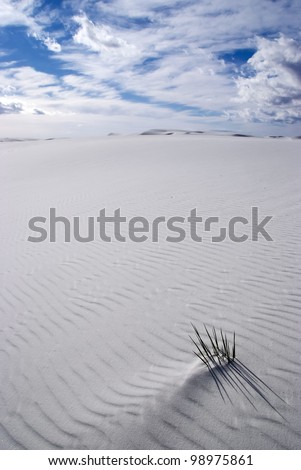 A small soapweed yucca buried in Rippled white sand in White Sands National Monument  New Mexico, USA