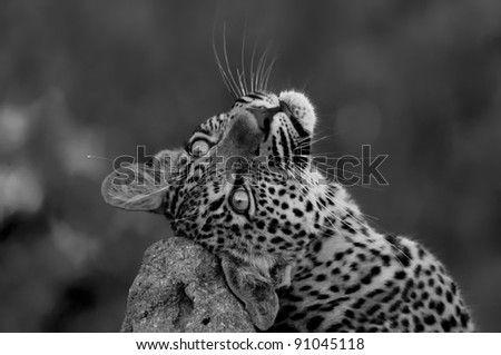 Black and white leopard cub