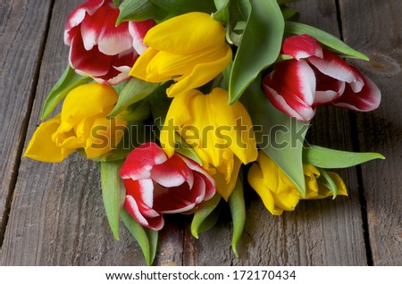 Yellow and Red-White Tulips closeup on Rustic Wooden background
