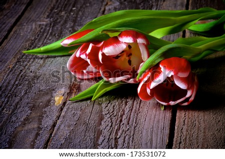 Bunch of Red-White Tulips closeup on Rustic Wooden background