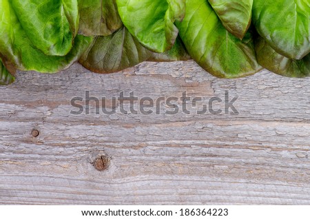 Frame of Fresh Crunchy Green and Red Butterhead Lettuce closeup on Rustic Wooden background