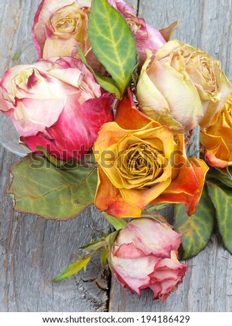 Arrangement of Colorful Withered Roses with Leafs in Glass Vase isolated on Rustic Wooden background