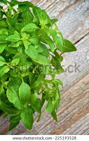 Bunch of Perfect Fresh Green Basil Leafs with Water Drops isolated on Rustic Wooden background