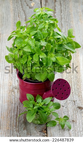 Fresh Raw Green Basil Leaves with Water Drops in Purple Watering Can and Bunch closeup on Rustic Wooden background