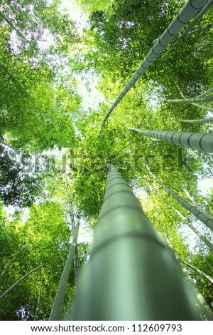 Look up at the sky from the bamboo forest