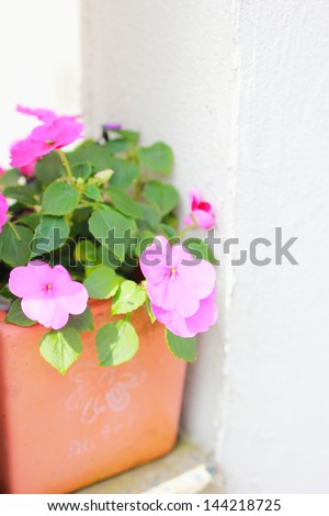 Small pink flowers planted in a flowerpot on a white wall