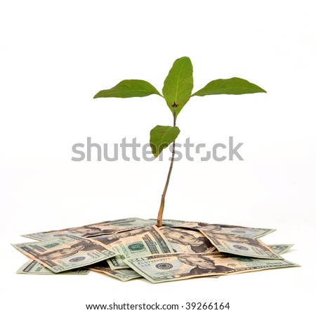 some Money+plant+feng+shui