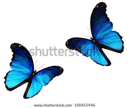 Two morpho blue butterflies flying, isolated on white background