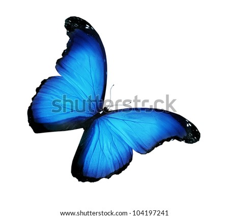 Morpho blue butterfly , isolated on white
