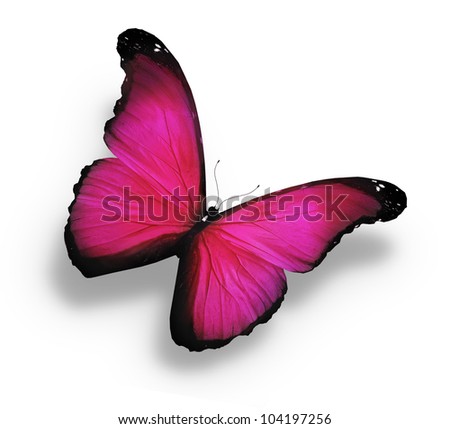 Morpho pink butterfly , isolated on white
