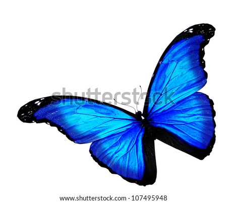 Blue butterfly on white background