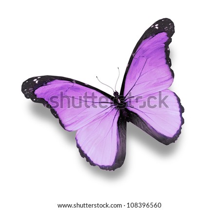 Violet butterfly on white background