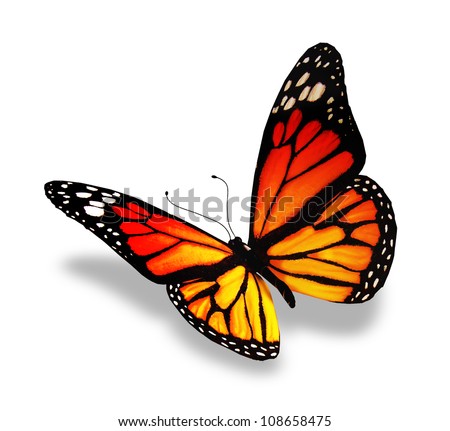 Yellow-Orange Butterfly, Isolated On White Background