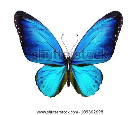 Blue butterfly, isolated on white background