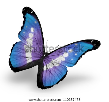 Blue butterfly , isolated on white background
