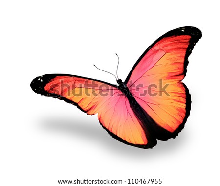 Pink butterfly, isolated on white