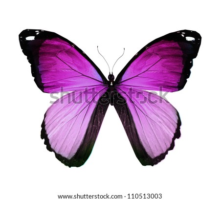 Morpho blue turquoise butterfly isolated on white Morpho blue turquoise butterfly isolated on white