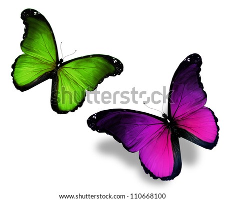 Two violet green, turquoise butterflies on white background