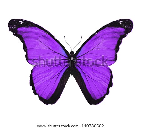 Morpho violet butterfly , isolated on white