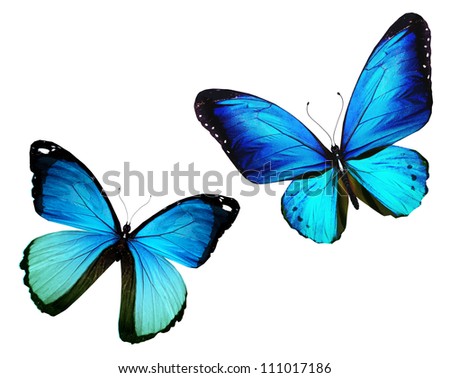 Two butterfly flying, isolated on white background