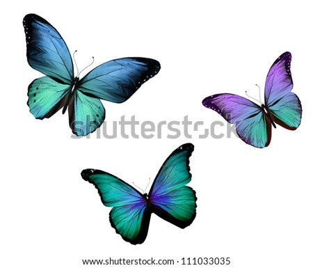 Three butterfly , isolated on white background