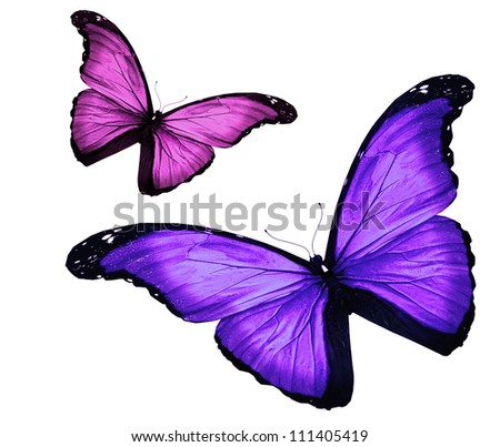 Two butterflies on white background