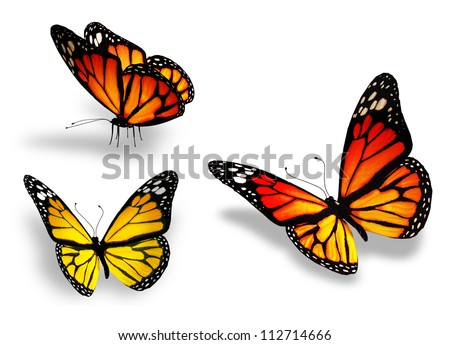 Three Yellow Butterfly, Isolated On White Background