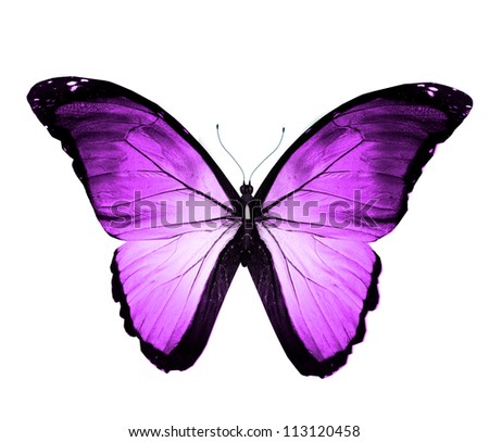 Violet blue butterfly , isolated on white