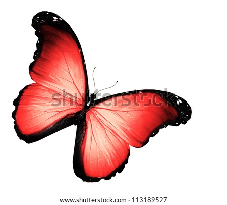 Red butterfly on white background