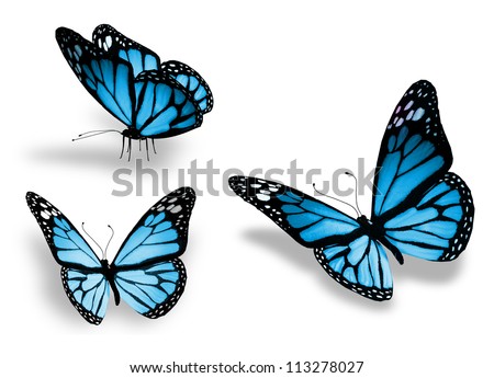 Three Blue Butterfly, Isolated On White Background