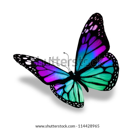 Butterfly, Isolated On White Background