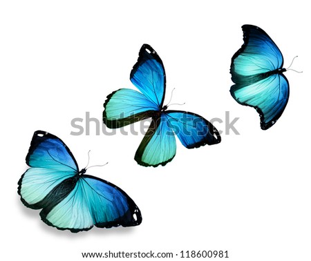 Three blue butterfly \