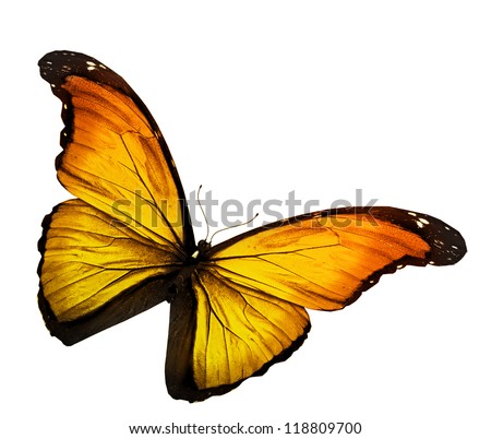 Yellow butterfly on white background