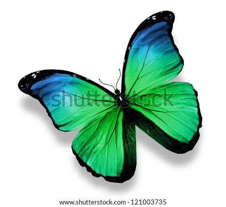 Morpho green butterfly, isolated on white