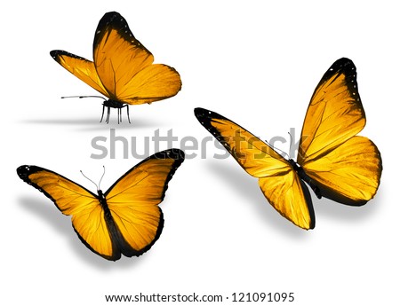 Three yellow butterfly, isolated on white background